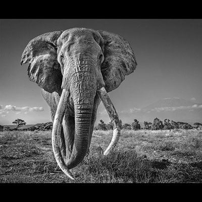 DAVID YARROW: Space for Giants Signed and numbered Edition of 599