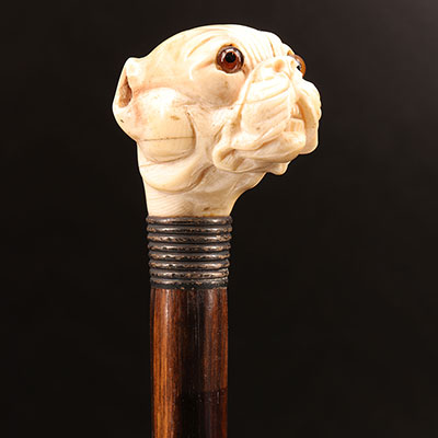 France -  19th century Ivory pommel cane with bouldog dog head