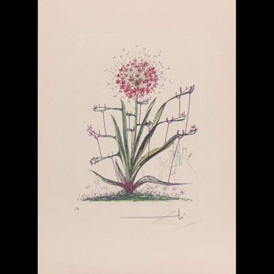 Salvador Dali. 1972. «Cactus, les béquilles». Gravure en couleur sur papier arches. Signé «Dali» en bas à droite au crayon. Annotée EA en bas à gauche au crayon.