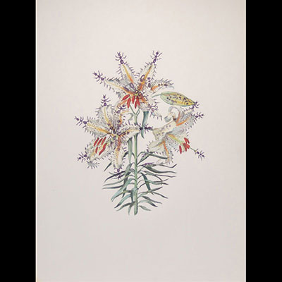 Salvador Dali “Lilium Auratum Formicans (Erotic Luily)”. 1972. Lithograph on Arches paper. Watermark “Arches France”