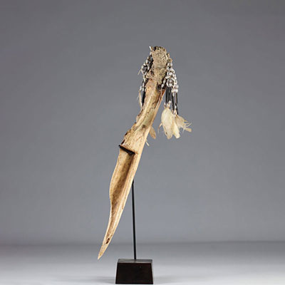 Asmat dagger of exceptional size in crocodile bone - Papua New Guinea - mid 20th century