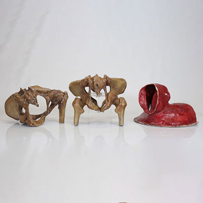 19th century anatomical models