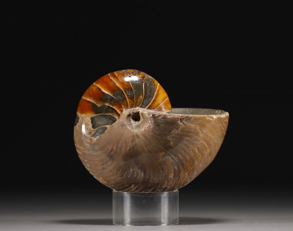 Ammonite polie