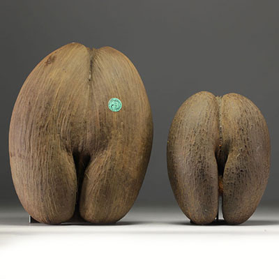Pair of buttocks Cocco