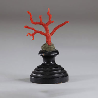 Coral mounted on plinth