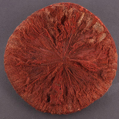 Coiffe « Isicholo » faite de cheveux humains colorés Zoulou